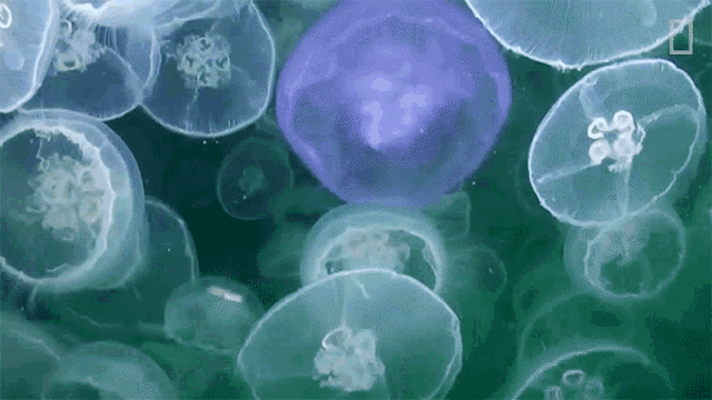 Violet Moon Jellyfish World Jellyfish Day GIF - Violet Moon Jellyfish World Jellyfish Day Moon Jellyfish GIFs