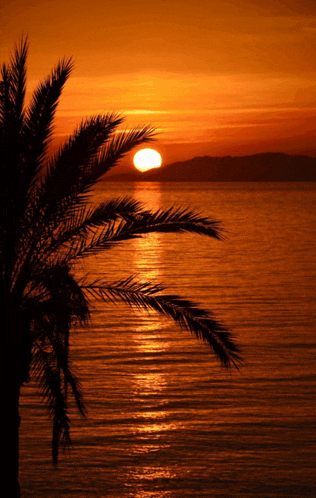 a palm tree silhouetted against a sunset over a body of water