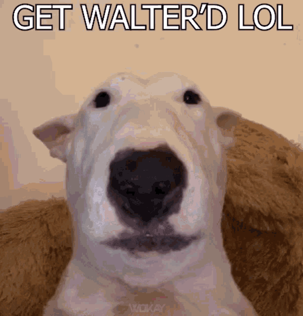 Wokay Walter GIF - Wokay Walter Walter Dog GIFs