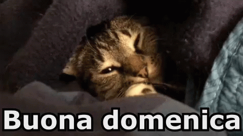 Domenica Buona Domenica Gatto Gatti Dormire Assonnato GIF - Sunday Enjoy Your Sunday Cat GIFs