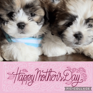 Happy Mothers Day GIF - Happy Mothers Day GIFs