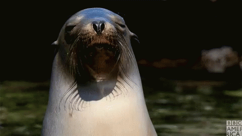 Seal Fabulous GIF - Seal Fabulous Smug GIFs