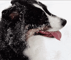 a black and white dog with its tongue out in the snow