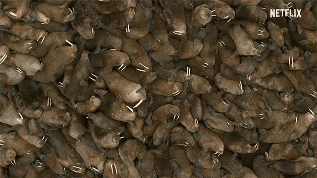 Walrus Packed GIF - Walrus Packed Gathering GIFs