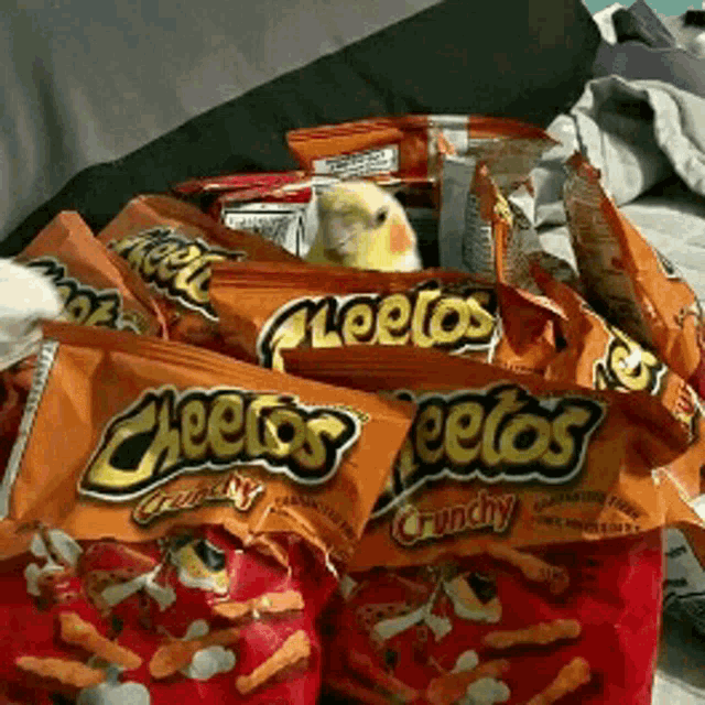 Cheetos Bird GIF - Cheetos Bird Food GIFs
