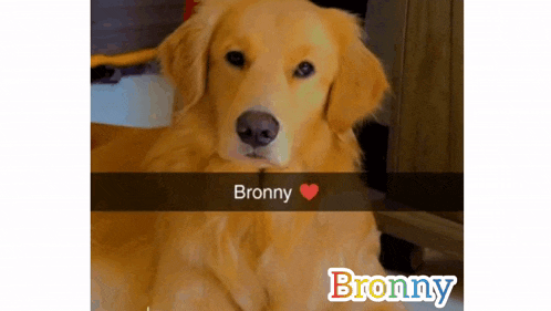 a picture of a dog with the name bronny written on it