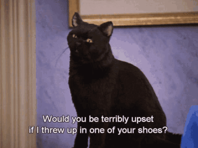 a black cat says " would you be terribly upset if threw up in one of your shoes "