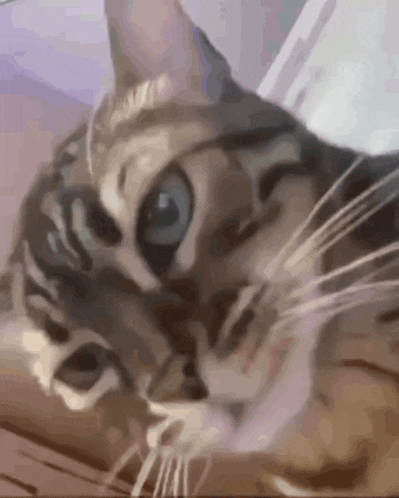 a close up of a cat with blue eyes laying on a table