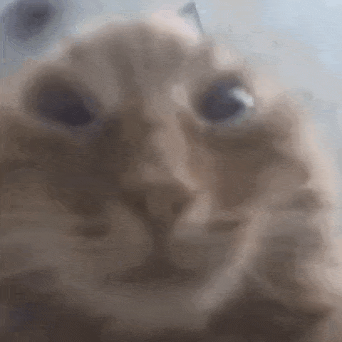 Shaking Cat Alien Cat GIF - Shaking Cat Shaking Cat GIFs
