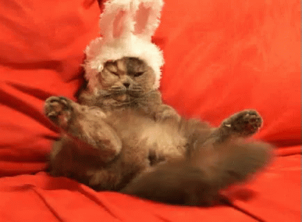 Kitty GIF - Cat Easter Easter Bunny GIFs