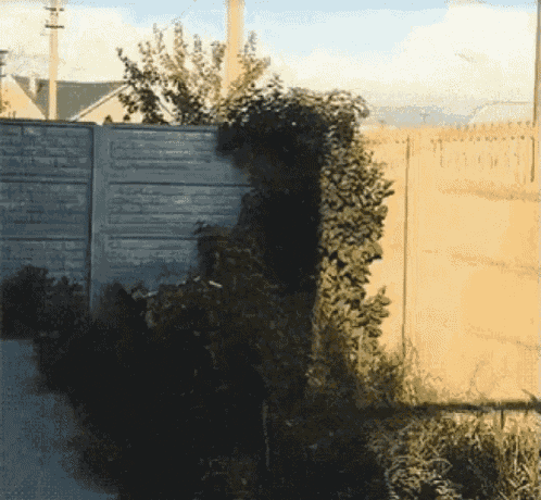a fence with a lot of plants growing behind it