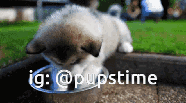 a puppy drinking water from a bowl with the hashtag @pupstime on the bottom