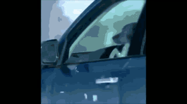 a dog is looking out of a car window
