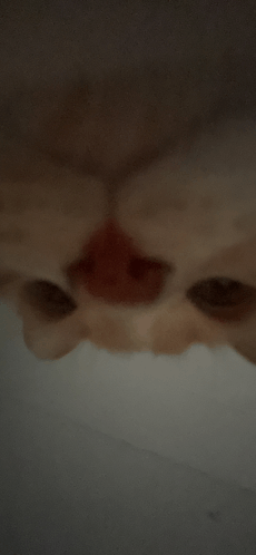 Cat GIF - Cat GIFs