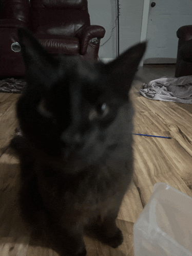 a black cat standing on a wooden floor
