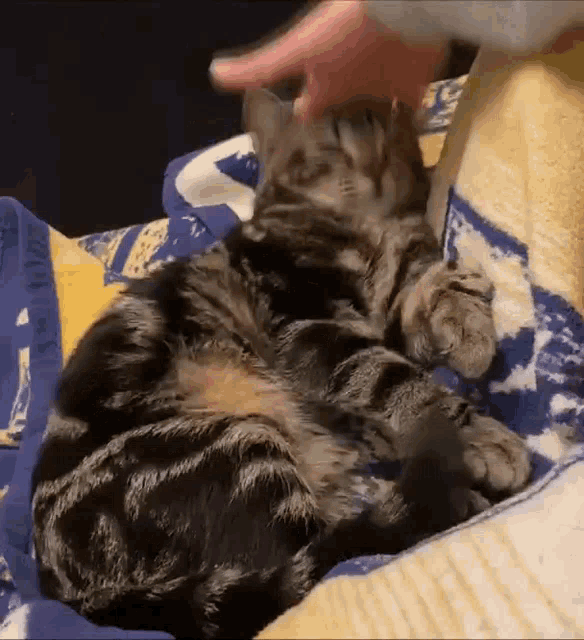 a cat is laying on its back on a blue and yellow blanket .