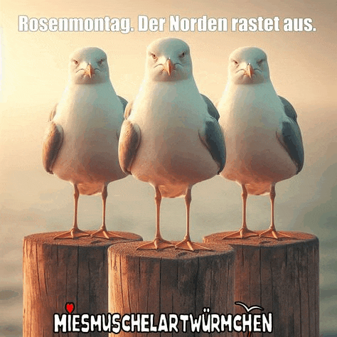 three seagulls are standing on wooden stump with the caption rosenmontag der norden rastet aus.
