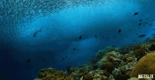 Shoal Of Fish Coral Reef GIF