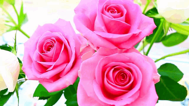 a bunch of pink roses with green leaves on a white background