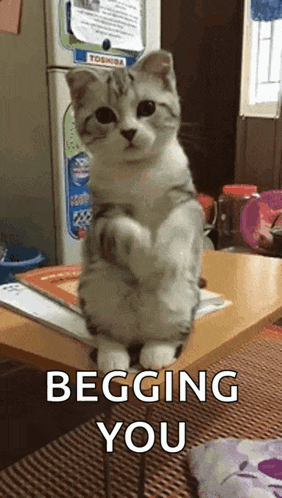 a cat is standing on its hind legs on a table and says begging you