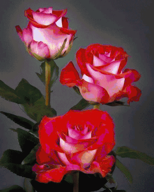 Rózsák Roses GIF - Rózsák Roses Flowers GIFs