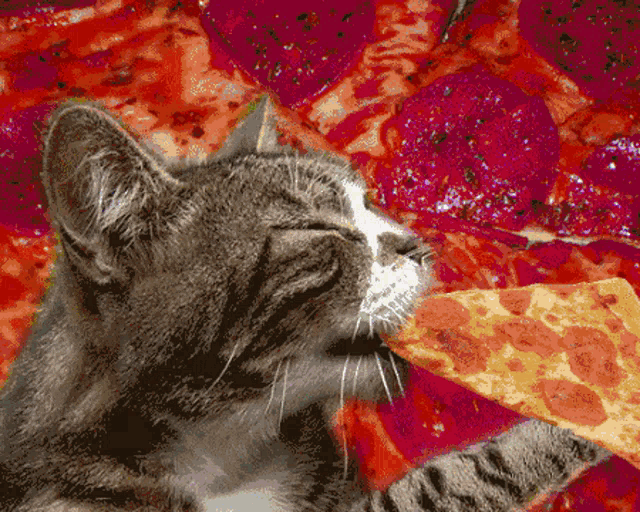 a cat is eating a slice of pizza with pepperoni on it