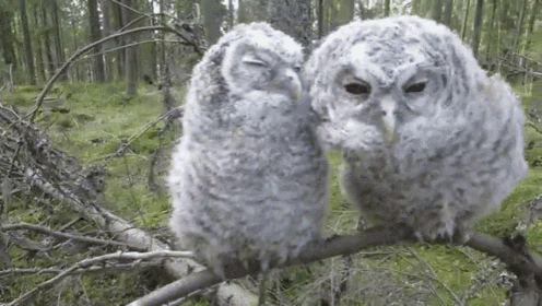 Steady Cam Operator In The Making GIF - Owl Funny Pose GIFs