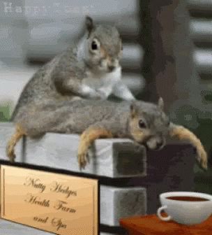 Squirrel Animal GIF - Squirrel Animal Massage GIFs