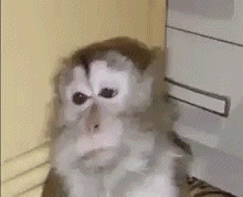 a monkey is sitting in front of a filing cabinet and looking at the camera .