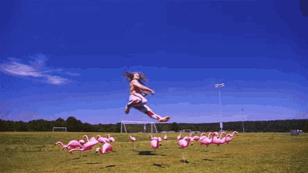 a man stands in front of a flock of flamingos