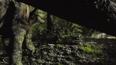 a dark forest with trees and rocks and a fallen tree