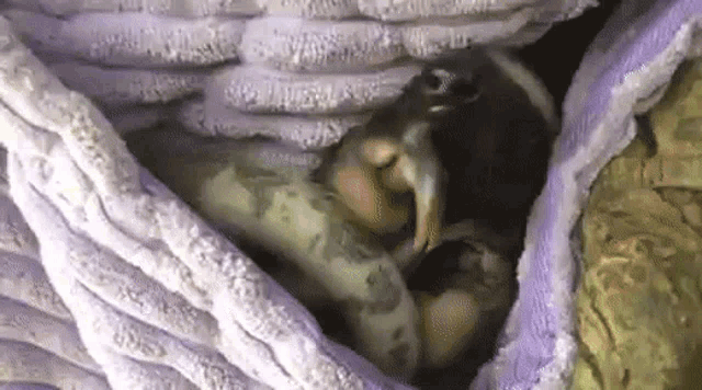 a chipmunk is sleeping under a purple blanket .