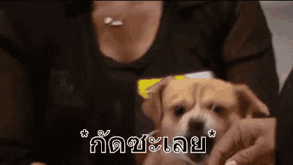 a woman is holding a small brown dog in her arms in a blurry photo .