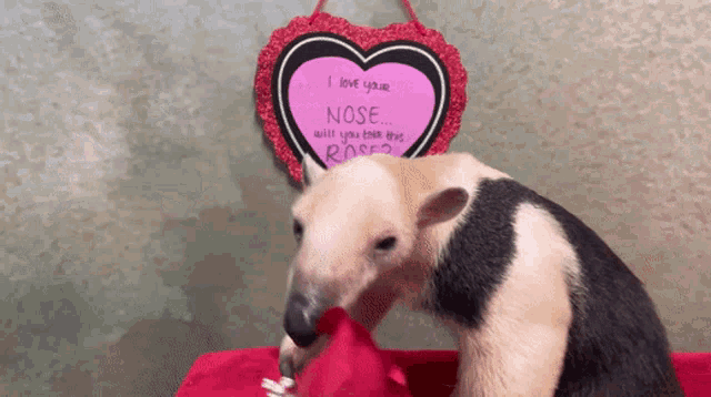 a heart shaped sign that says i love your nose will you talk the rose