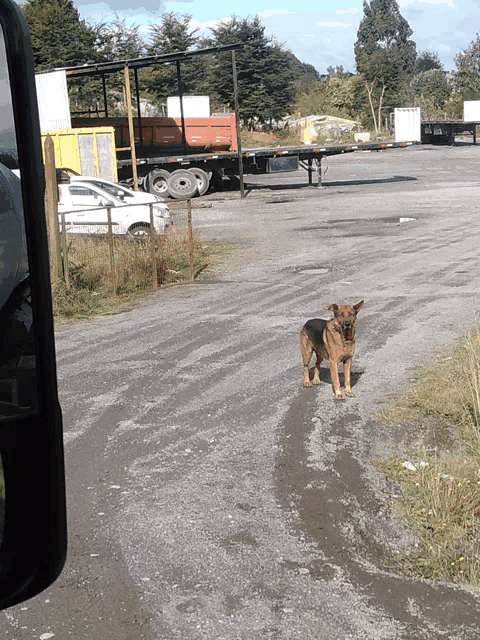 a dog standing on the side of a road in front of a trailer that says ' cargo ' on it