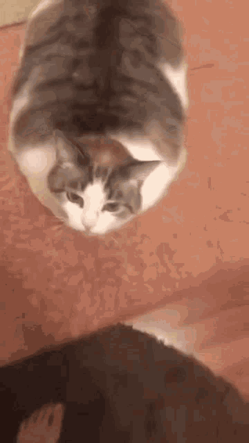 a gray and white cat is laying on its back on a carpet .