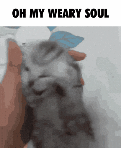 Cat Meme Wearycat GIF - Cat Meme Wearycat Ohmywearysoul GIFs