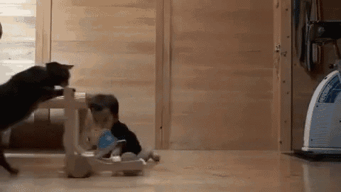 a baby is playing with a rocking horse and a cat is standing next to it .