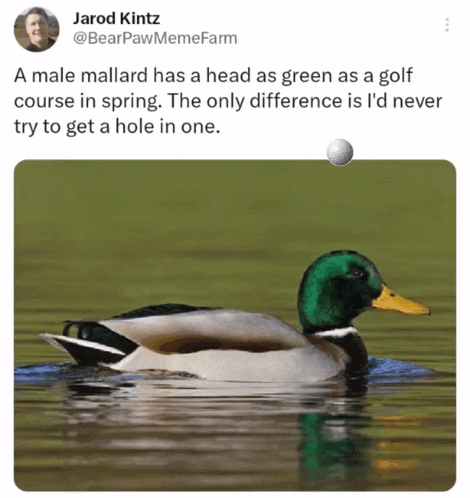 a male mallard has a head as green as a golf course in spring ..