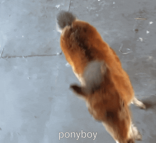the word ponyboy that is on a picture of a dog