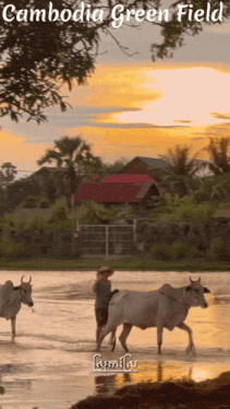 a poster for cambodia green field showing a man plowing a field