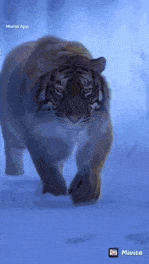 a tiger is walking in the snow with a mivita app watermark