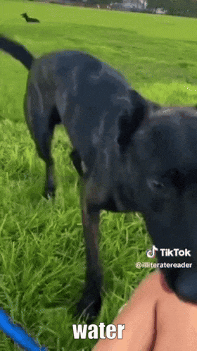 a black dog standing in a grassy field next to a person 's arm with the word water on the bottom