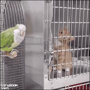 Bird Cage Kitten GIF - Bird Cage Kitten Funny Animals GIFs