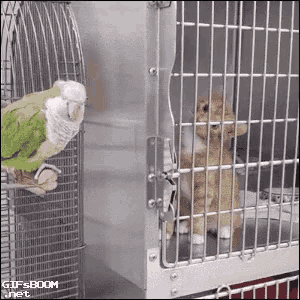a cat and a parrot are looking at each other in a cage with gifsboom.net written on the bottom