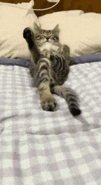 a cat is laying on its back on a bed with its paws up .