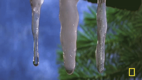 Drip Drop Icicle GIF - Drip Drop Icicle Icicles Melting GIFs