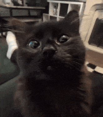 a black cat with a surprised look on its face is sitting on a couch .