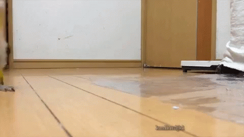 Parrot Stomping GIF - Parrot Stomping Silly Walk GIFs