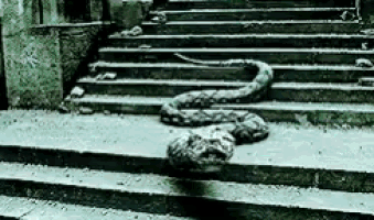 a large snake is laying on top of a set of steps .
